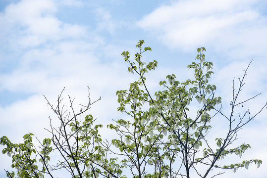 鸽子花1珙桐树