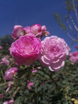 大理茶花