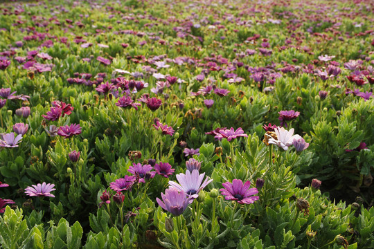 玛格丽特花