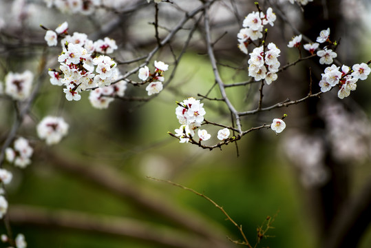 春花枝头