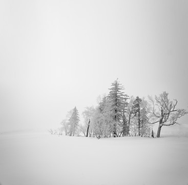 雪原森林