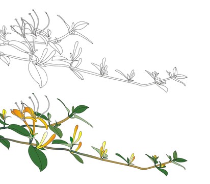 金銀花