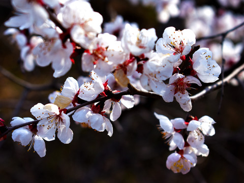 及第花