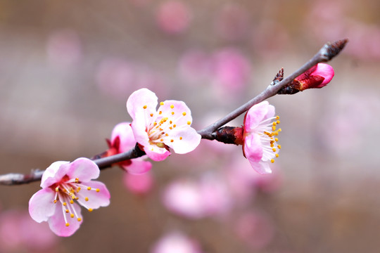 粉色杏花