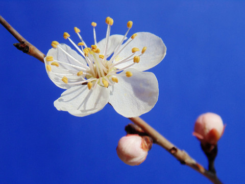 杏花开花时节