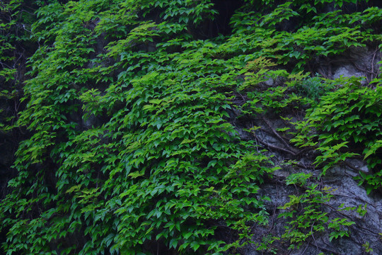 绿植物皮爬山虎