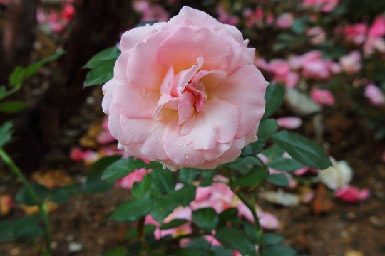 粉色月季花玫瑰花