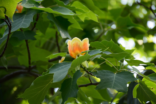 鹅掌楸开花