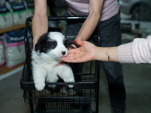 边境牧羊犬