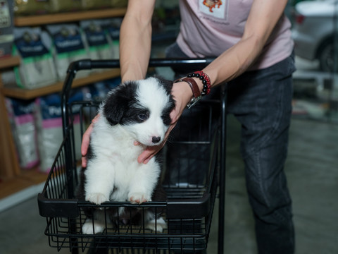 边境牧羊犬