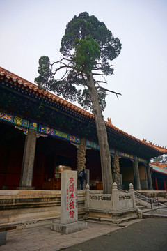 先师手植桧