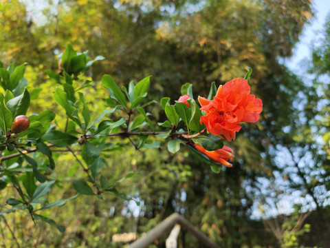 石榴花开