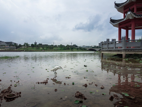 广西南宁市五象湖桂象湖白鹭