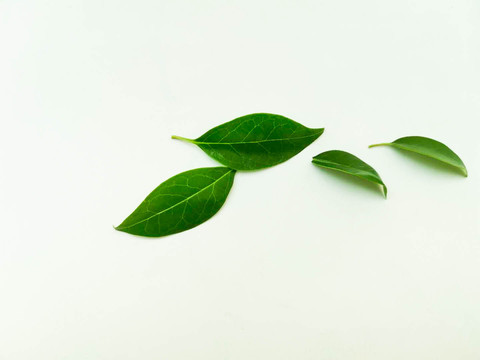 樹葉
