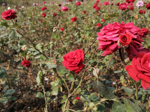 月季花玫瑰花图