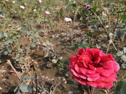 月季花玫瑰花