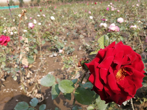 月季花玫瑰花图