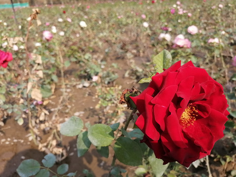 月季花玫瑰花牡丹花图