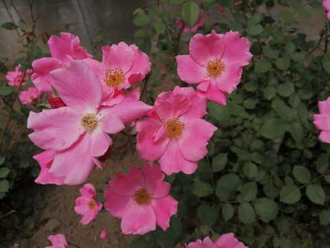 月季花玫瑰花牡丹花图