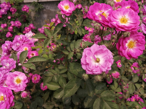 月季花玫瑰花牡丹花图