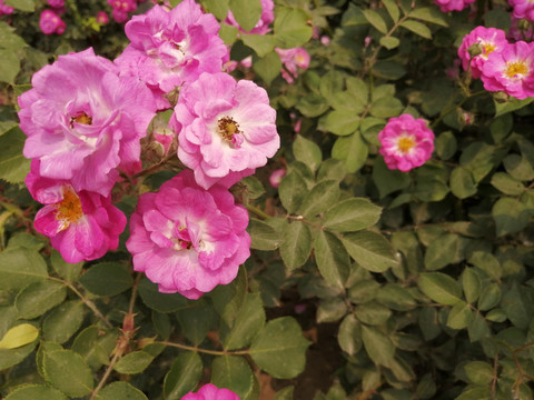 月季花玫瑰花牡丹花图