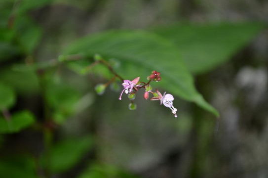 水珠草花