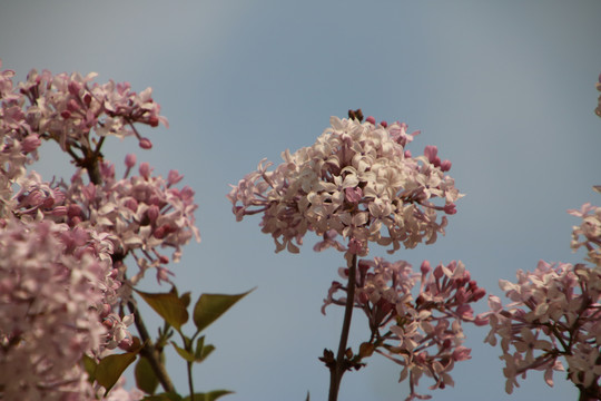 丁香花