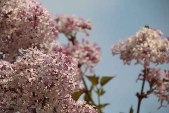 丁香花