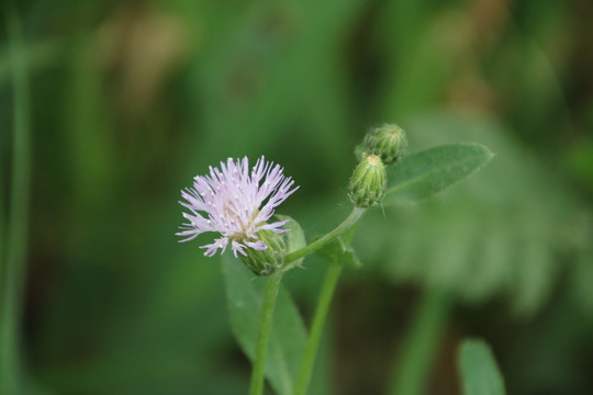 刺儿菜花