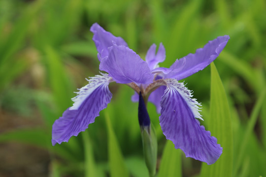 鸢尾