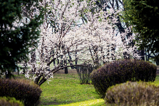 公園花開