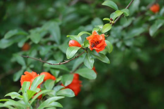 石榴花