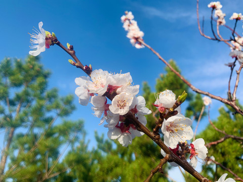 蓝天下的杏花