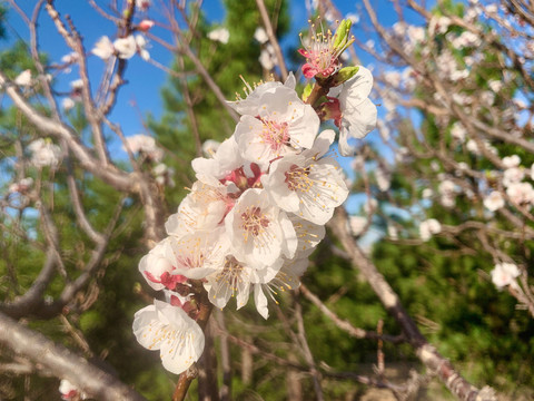 蓝天下的杏花