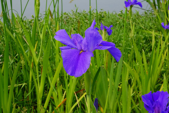 鸢尾花