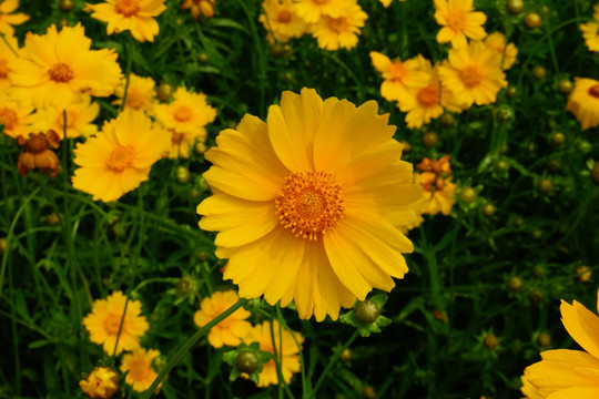 黄色野菊花