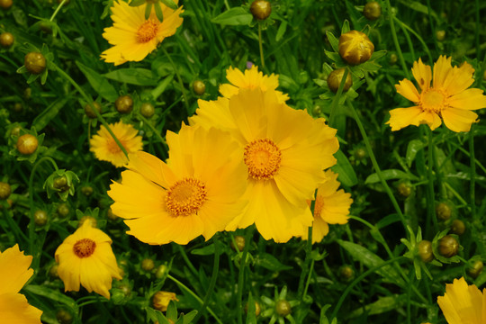 黄色野菊花