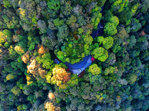 俯瞰森林公路