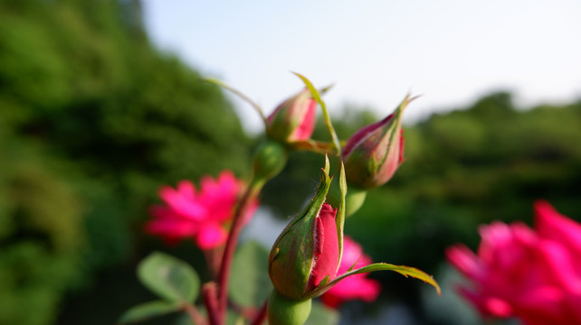 月季花花苞