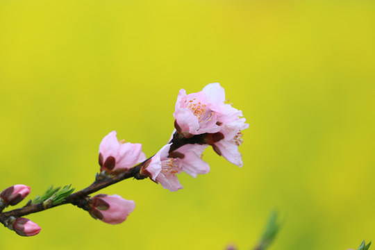 石潭景区的桃花