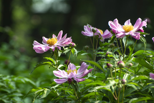 故宫芍药花