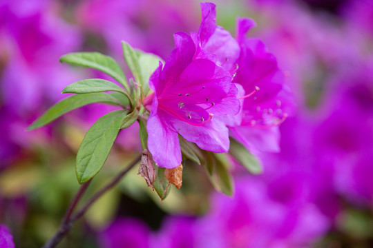 杜鹃花