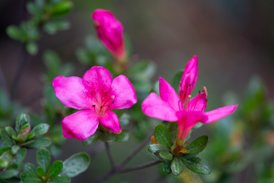 杜鹃花