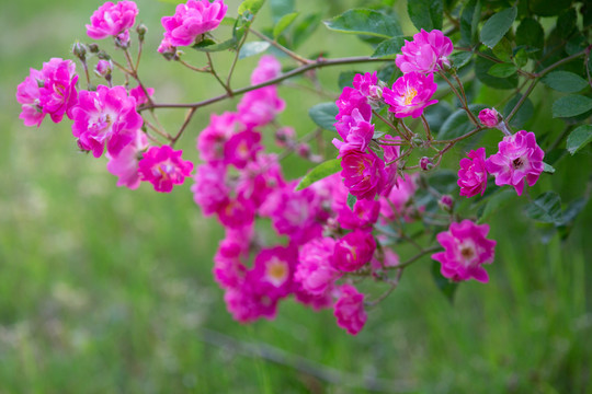 母亲节