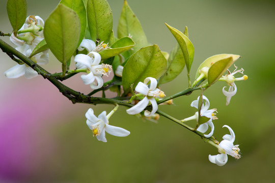 桔子花