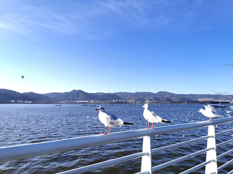 海鸥