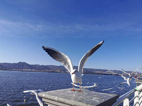 海鸥