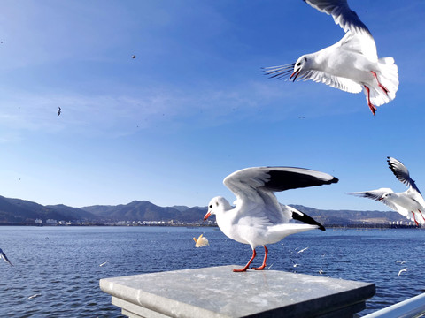 海鸥