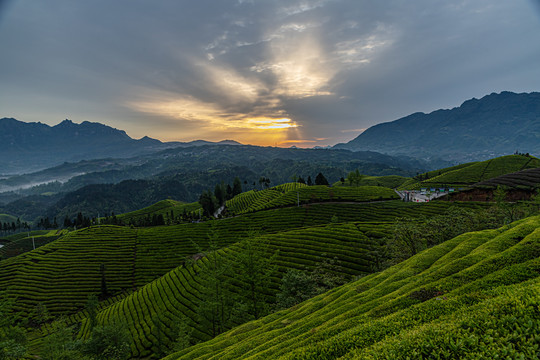 湖北鹤峰木耳山茶园