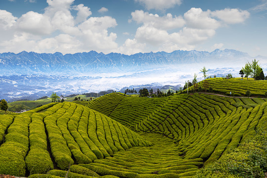 湖北鹤峰木耳山茶园